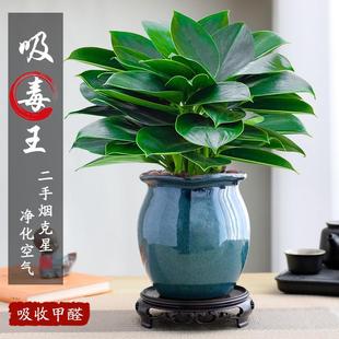 Big Pot Golden Diamond Green Princess Potted Green Plant Indoor Flowers Four Seasons Good Farming and Purification Plants Absorbing Formaldehyde Jingdezhen