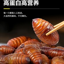 500g柞蚕蛹东北黄蝉蛹鲜活蚕蛹新鲜活蝉蛹大茧香高蛋白蚕蛹大个蛹