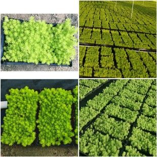 ��픾G����ƺ��ײݱP�����A������~�S�~��ײݶ������ر�