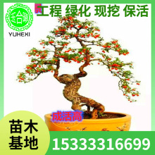 ����辰�ͺ����׮�ϻ����������������΢�����С��������