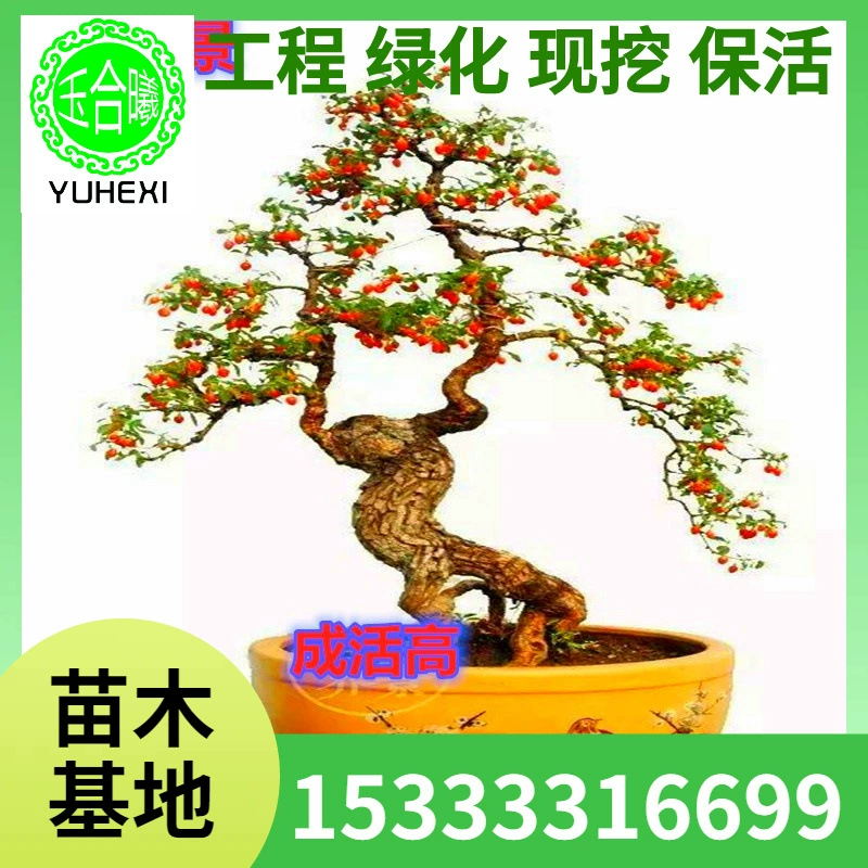 Бонсай из ягод годжи, морозостойкий ствол ягод годжи, фиолетовые цветы и красные плоды, легко выращиваемые микросаженцы ягод годжи в горшках в том же году.