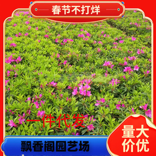 һ�����l���N��С��ë���N�ڻ�Ʒ�NͥԺ�ͺ���ɫ�G�h����ֲ��Gֲ