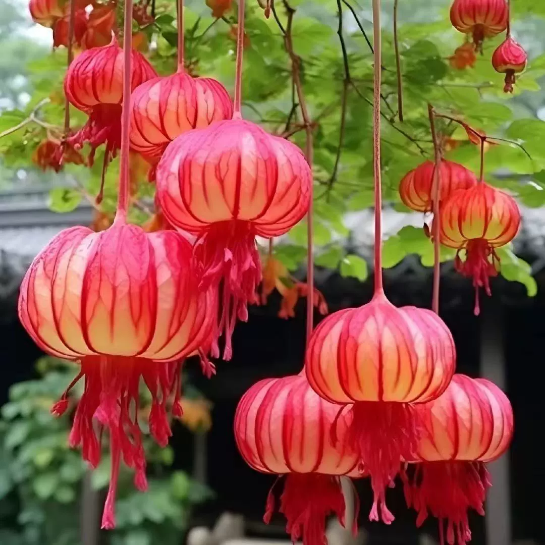 Семена цветов-фонариков, цветок большого красного фонаря, цветет в любое время года, дворцовый цветок, цветок красного фонаря в горшке на внутреннем дворе, балконе