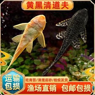 Queen Red-Eye Large Sail Algae Removal Cleaning Tool for Arowana and Other Freshwater Tropical Live Aquarium Fish