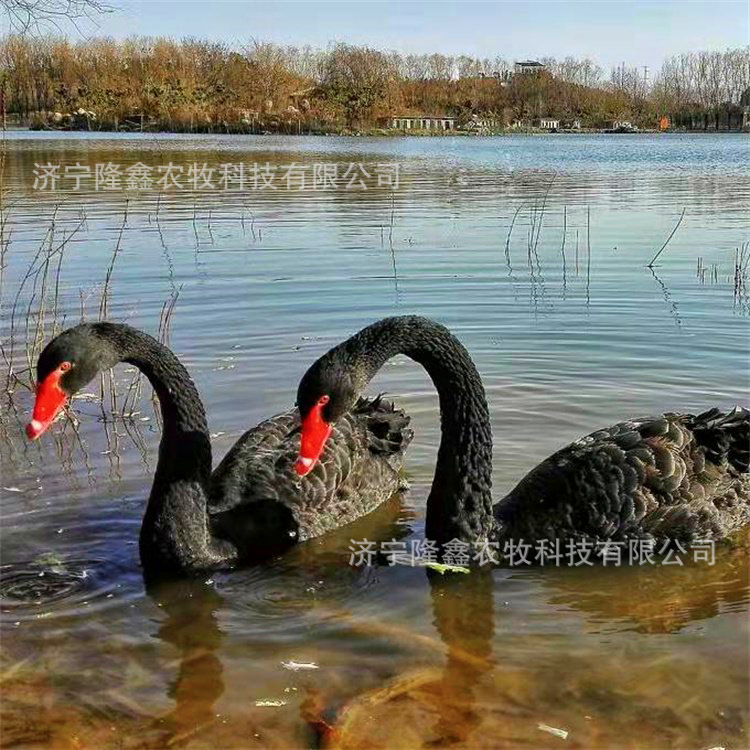 买一对黑天鹅需要多少钱黑天鹅活体价格成年黑天鹅活物观赏鸭出售