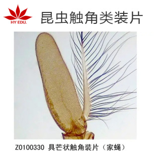 Insect Antennae Slides, Microscope Teaching Experimental Biological Slides, Animal and Plant Insect Section Specimens