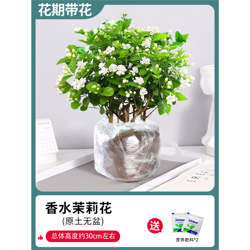 고급 자스민 10개(원토) + 비료