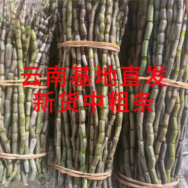 云南铁皮鲜条 新鲜石斛鲜条批发 种植铁皮石斛 基地石斛批发