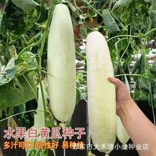 精选白皮黄瓜种子老品种白皮黄瓜种籽白肉大个头黄瓜青瓜吊瓜种秄
