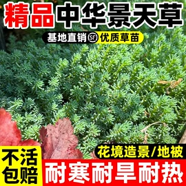 种子;草种子;盆栽