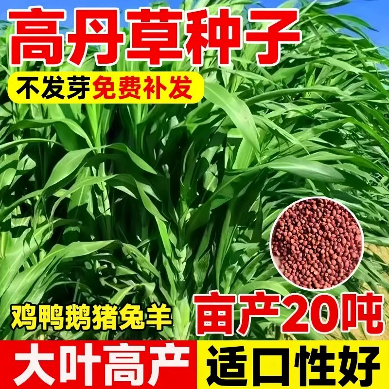 Импортированные высококачественные семена суданской травы для всех сезонов, подходящие для разведения свиней, крупного рогатого скота, овец, уток, гусей и рыбы.