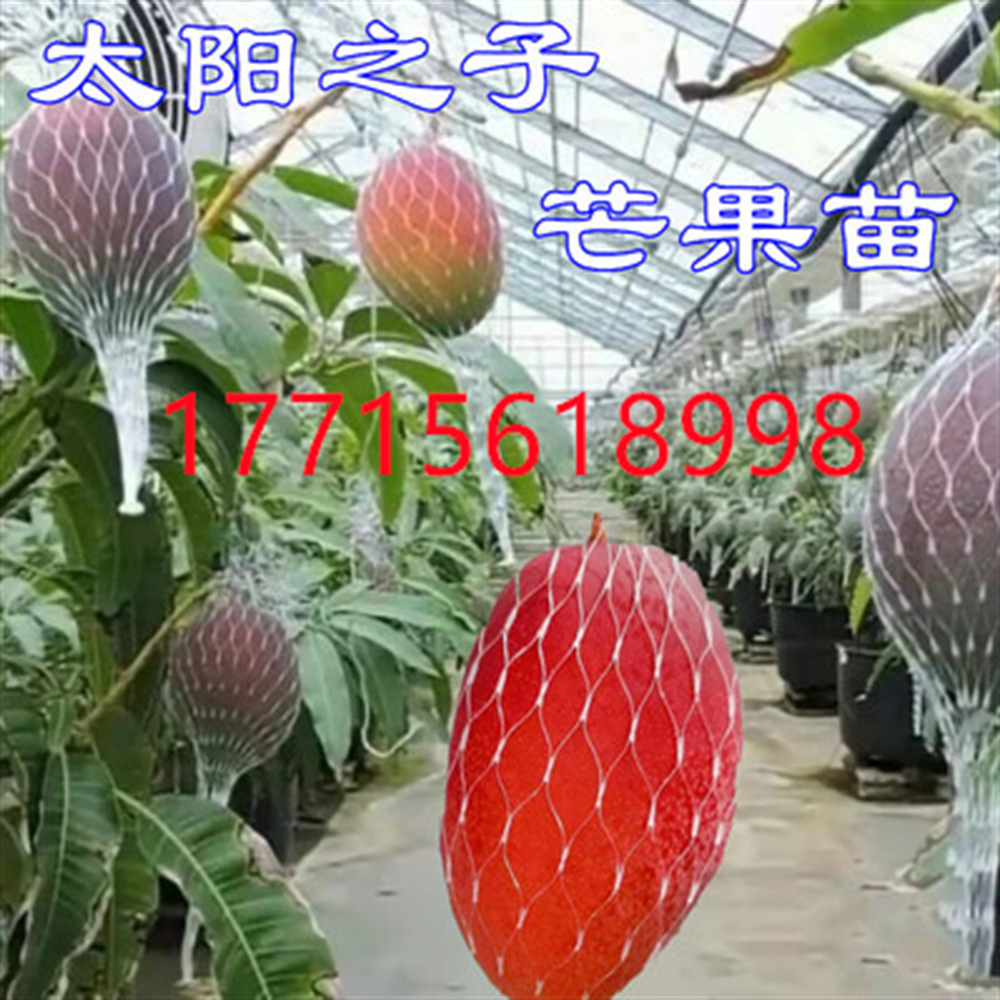 太阳之子芒果树苗宫崎芒果四季种植带土带叶新品种圣德龙芒新品种