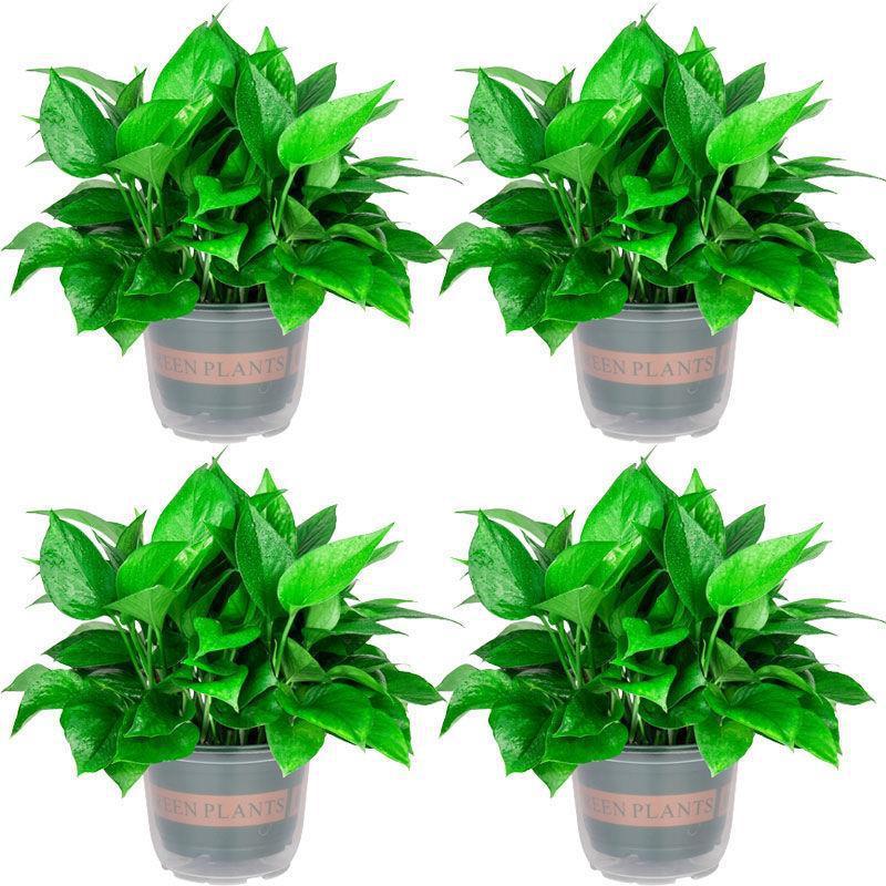 4 potes de pothos autoabsorventes em vaso verde de galão com fertilizante grátis