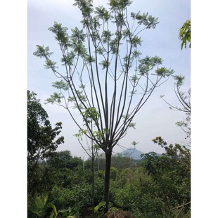 ����������ֲ�{��麻��طNֲ20�����{������l���NҎ���{��麆�ľ