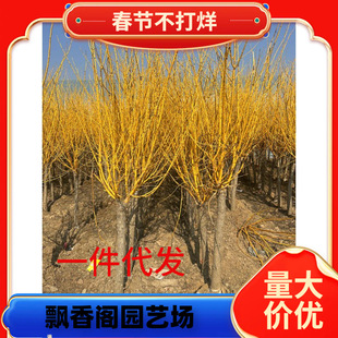 һ�����l������޽ӻ���֦����z����צ����������ͥԺ�G���^