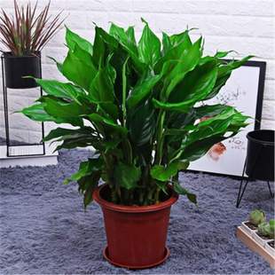 Dieffenbachia Potted Green Dill Living Room Foliage All Year Round Evergreen Formaldehyde Absorbing Air Purifying Green Plant Silver Queen Potted Plant