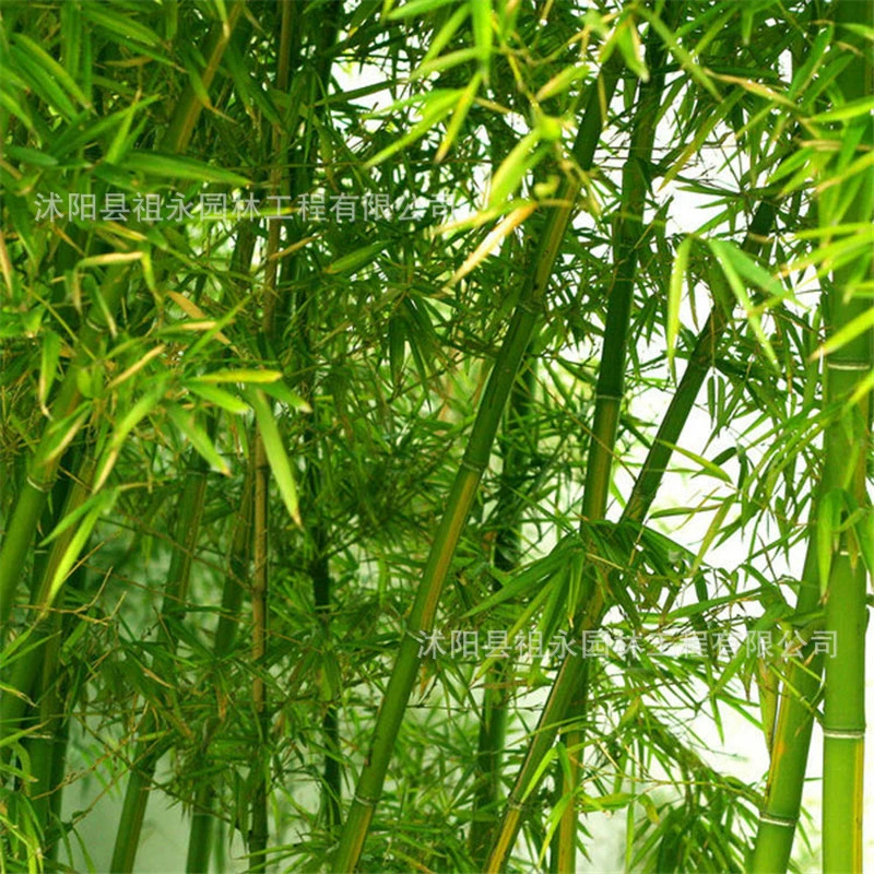 Бамбуковые саженцы, вечнозеленые растения для двора, парковая инженерия, зеленение дорог, декоративные дорожки, украшение, зеленый бамбук, светлый бамбук