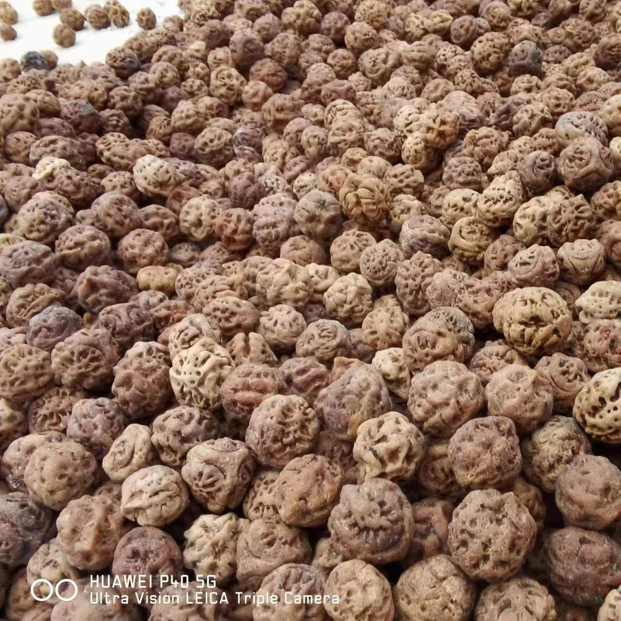 原生态文玩龙眼菩提子散珠原料批发佛珠厂家一斤价|ru