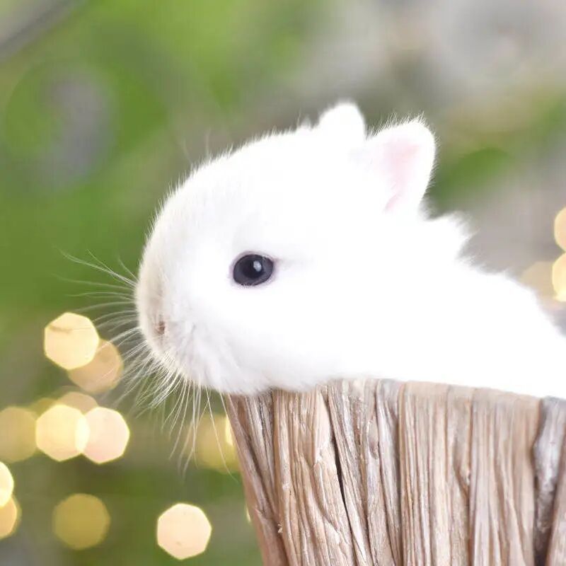 兔子活物宠物侏儒兔长不大迷你小型凤眼茶杯兔大垂耳兔猫猫兔