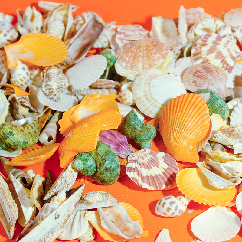 Accesorios de pecera de bricolaje, nuevas joyas, escenografía, mezcla de conchas naturales, caracoles, accesorios de flores marinas tridimensionales