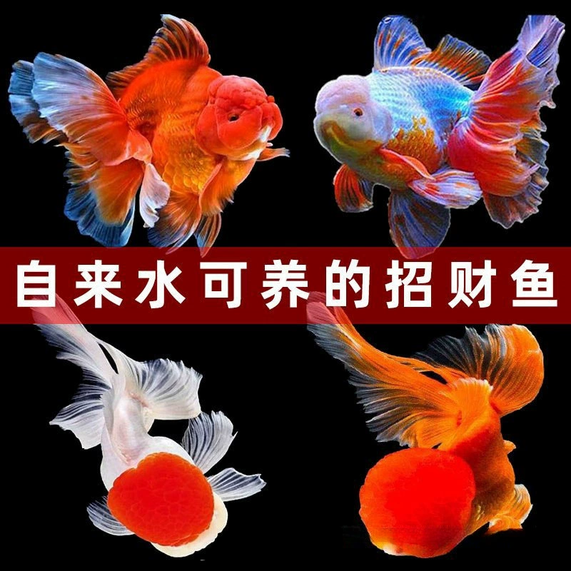 Золотая рыбка, живая рыба, холодная вода, рыбий жар, декоративная рыба, золотая рыбка с львиной головой, краснокоронованная водоплавающая птица, простая в уходе, живая рыба, золотая маленькая рыба