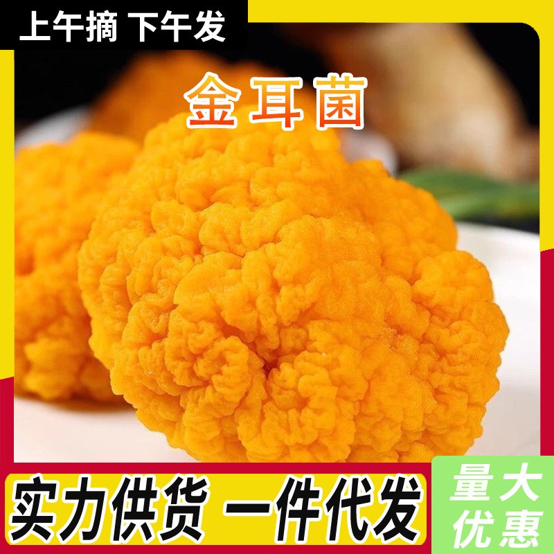 新鲜金耳贵州特产食用菌金黄银耳散装煲汤食材大朵黄木耳现货批发