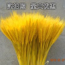 天然麦穗麦穗干花天然植物装饰拍照道具大麦花束干花田园风格量