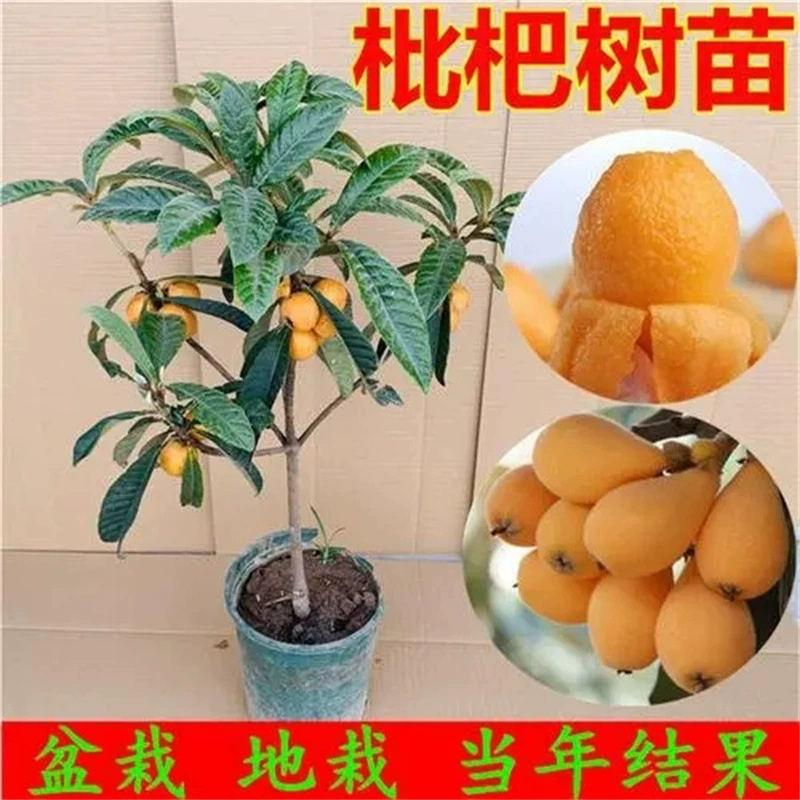 Рассада мушмула Привитые большие пятизвездочные фруктовые саженцы Посадка в горшках Рассада большой пятизвездочной пипы на юге и севере