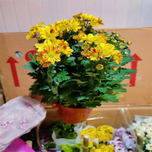 �ջ����������ƹ�����ǧ�^�ļ���ʳ�þ��½�z�N�҃���Gֲ����