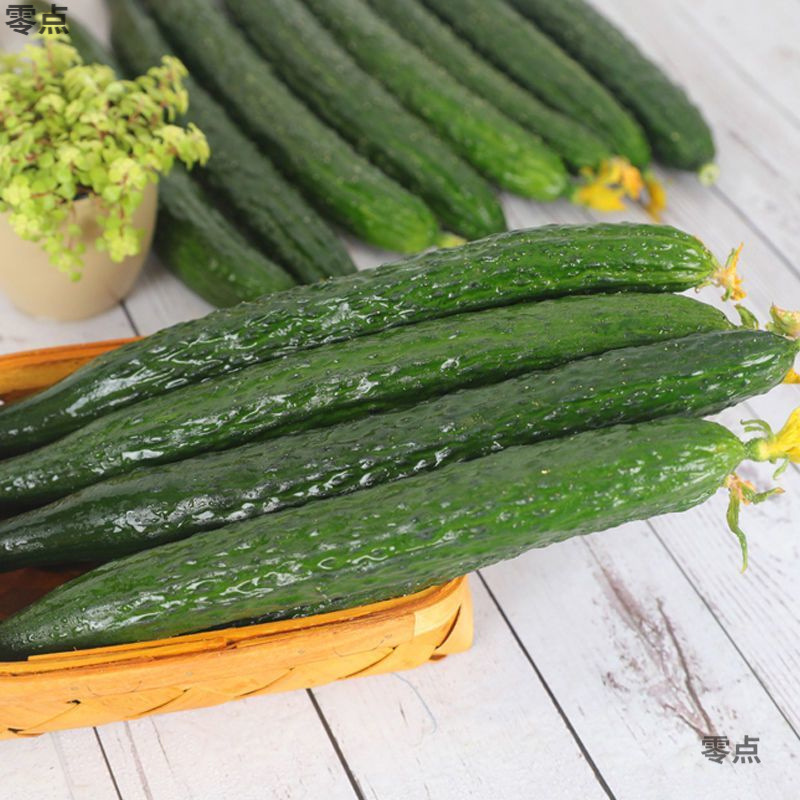 河北省農家の野菜グリーンハートとげのある果物キュウリ新鮮な生のキュウリはシャキシャキしていて美味しいとげのあるキュウリ卸売送料無料|undefined