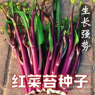 ���ڼt��̦�N�Ӹ���ʮ�¼t��̦�����߮a�ͺ��^�������߲˷N�Ѵ�ȫ