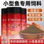 热带凤尾小颗粒小鱼观赏鱼