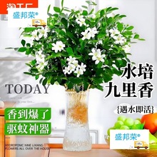 ����������ˮ��ֲ��������҃����򻨻ܗd�ӻ����B�Gֲ�r���k����