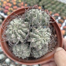 素妆玉素装玉智利球属白皮素妆玉白肌素装玉皮色冷艳实生苗嫁接