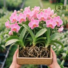 mԻļB̨҃kԾGֲܺB