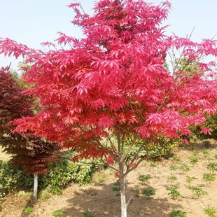 Red Maple Saplings Chinese Red Three-Season Red Maple Tree Courtyard Ground Planting Greening Seedlings Red Maple Tree Greening Saplings