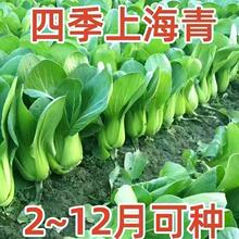 四季上海青种子白菜种籽蔬菜种子青菜小白菜四季易种盆栽蔬菜种子
