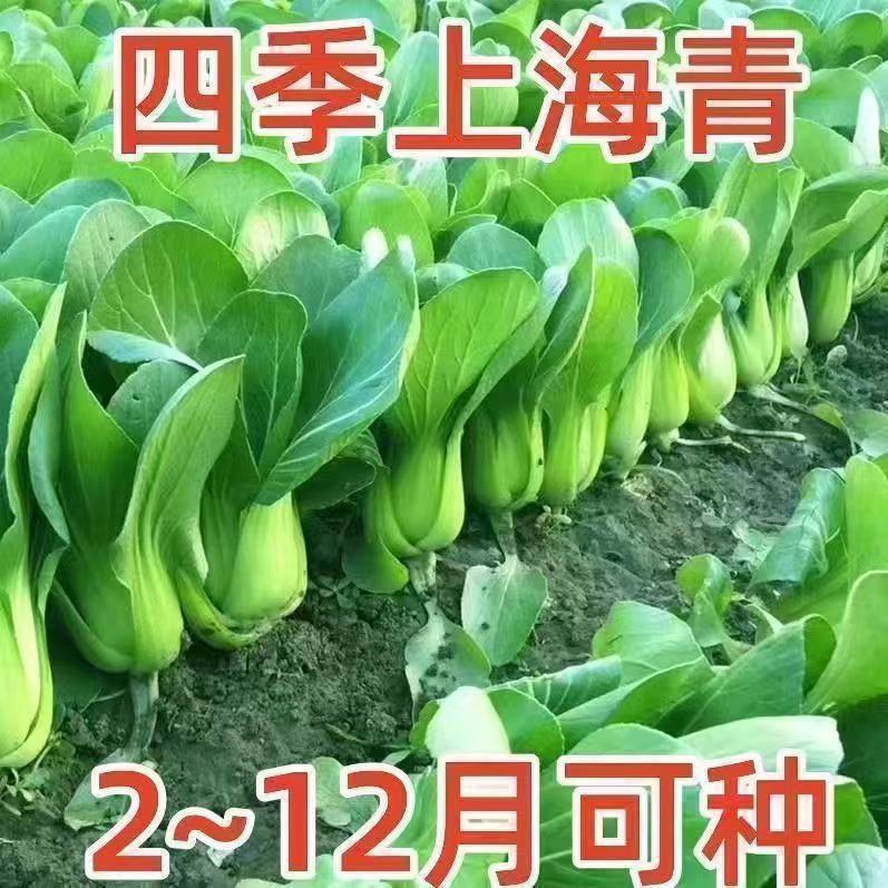 四季上海青种子白菜种籽蔬菜种子青菜小白菜四季易种盆栽蔬菜种子