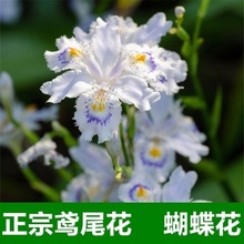 扁竹白鸢尾花苗蝴蝶花花苗庭院盆栽地栽易养多年生花期长鸢尾花苗