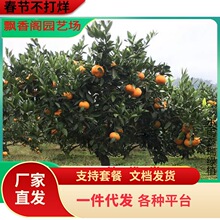 ɳ�ǽ��Ә���o��ɰ�����Ә���޽Ӽt���˹�����������ϱ����Nֲ