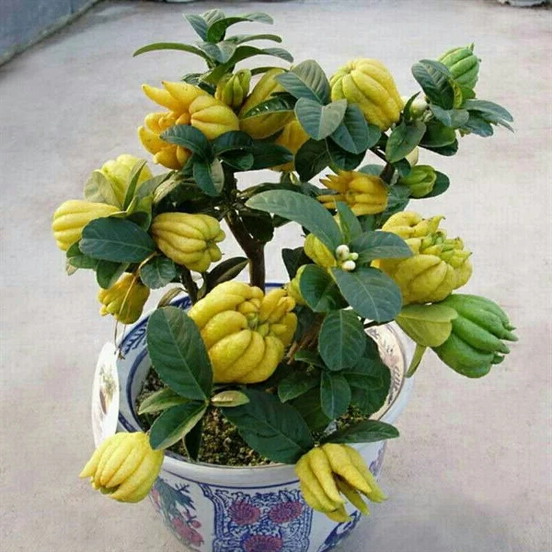 Саженец цитрусового дерева в горшке, балкон, двор с фруктами, бонсай с бергамотом Цзиньхуа, старый пень, цветок, зеленое растение, легко ухаживать