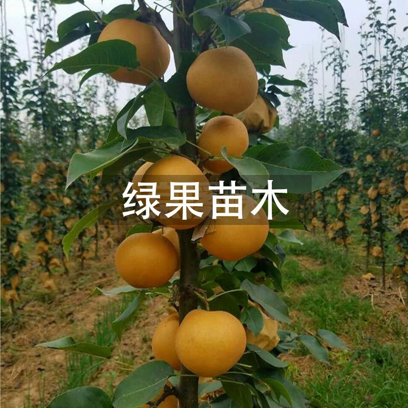 Саженцы колоннных груш, саженцы груш с прививкой, саженцы колоннных желтых груш, саженцы фруктовых деревьев, высокоурожайные саженцы желтых груш