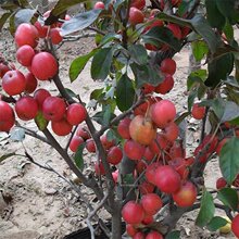 基地供应冬红果海棠 根系发达 园林绿化开花观赏植物