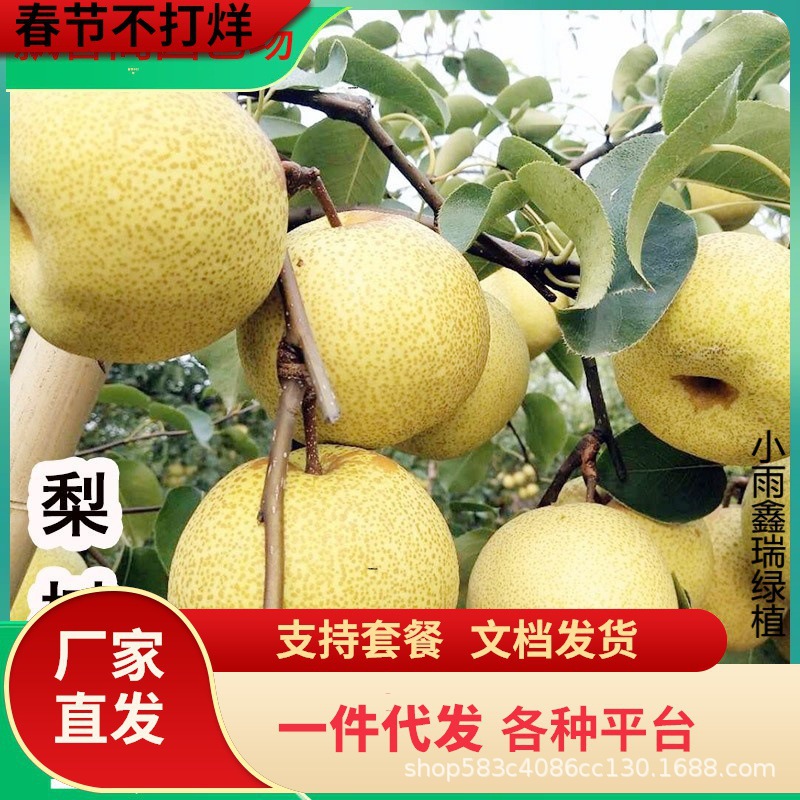 梨树果苗嫁接苗翠冠梨树丰水梨子树苖地栽当年结果梨树苗