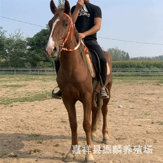 骑乘马 旅游专用大马 景区用马 马戏团用马 伊犁马马匹