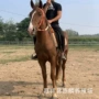 伊犁旅游景区马匹