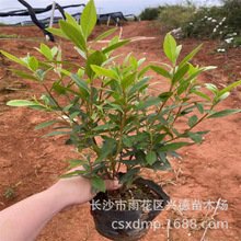 批发毛鹃杯苗 湖南杜鹃袋苗 夏鹃大杯 毛鹃球常青色块苗成活率高