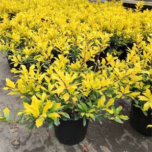 �S���۹�����ͥԺ�����ɫ���Rֲ���͟��ͺ����B�ļ��p�~������