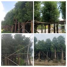 香樟胸径5-30公分全冠丛生单杆半冠香樟 基地直销
