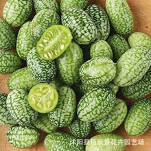 Ĵָ���ϷN����������С�����̨�����^�p��ɫ�߲�ˮ���N��